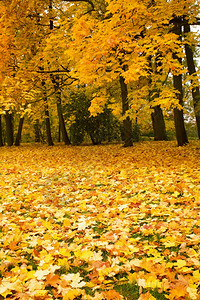 公园的秋树图片