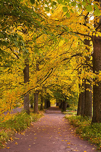 公园中多彩的秋树图片