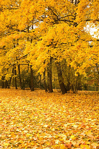 秋公园有黄色的图片