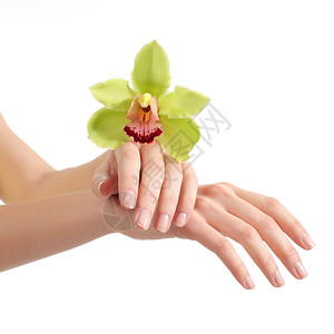 爱护卫生美丽的女手修指甲绿色兰花白孤立背景背景