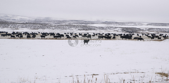 黑人奶牛与农村场的白雪相比图片