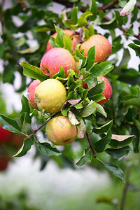 苹果树枝上美丽的苹果图片