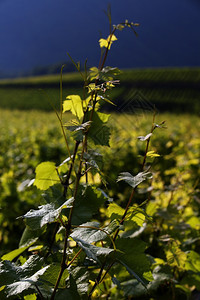 法国普罗旺斯美丽的葡萄园景观图片