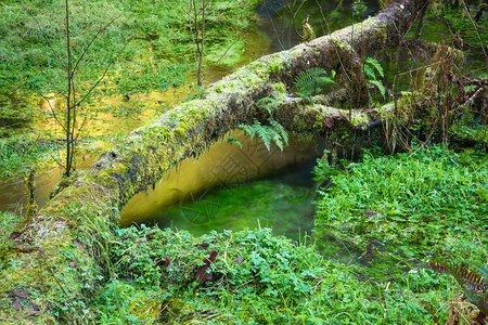 霍赫雨林沼泽地的绿图片