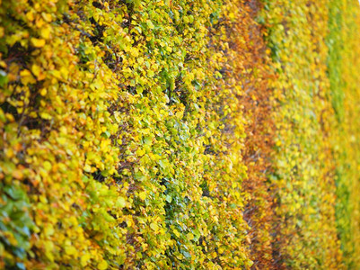 背景群体秋季橙叶绿色门外背景质图片