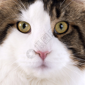 白色背景上纯种主要猫的肖像图片