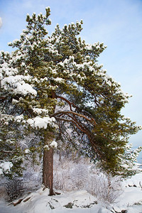 冬季风景有雪松树图片