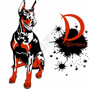 DobermanPinscher养狗育种坐着图片