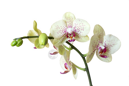 白色花 纯洁背景-白色花 纯洁摄影图片-白底隔绝的aloevera植物图片