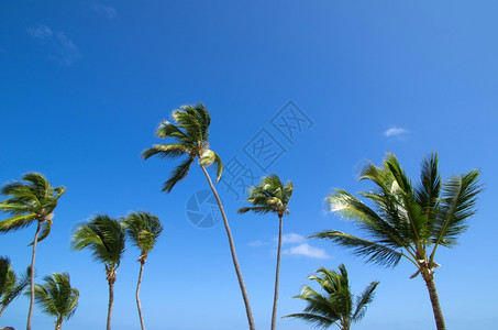 天空上的棕榈树图片