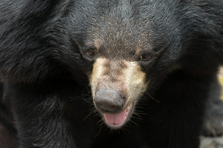 动物园的大黑熊图片