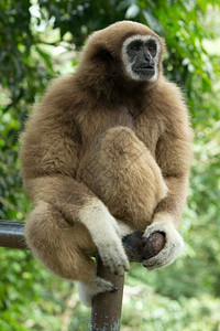 Gibbon近距离接脸在动物园图片