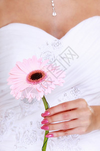 婚礼日粉红花雪贝拉菊在新娘的手中图片