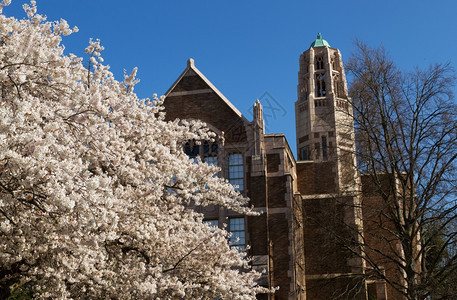 日本樱桃树花在华府大学楼前图片