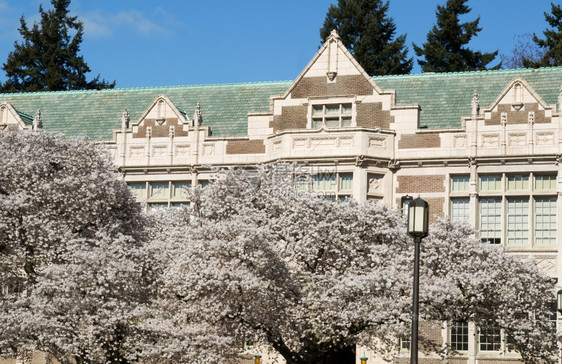 春季时日本樱桃树在华盛顿大学楼前全盛开的横向照片图片