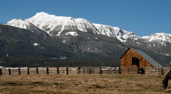 马在冬季牧场风景中拍下相机图片