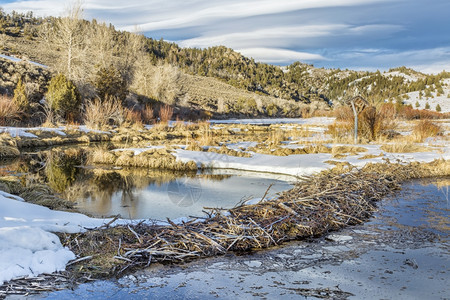在科罗拉多州北公园海狸沼泽的冬天科罗拉多州德雷附近图片