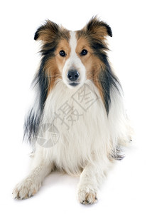 白色背景前纯种雪特兰狗肖像图片