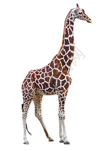 Giraffe孤立无援图片