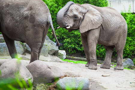 动物园中的非洲灌木大象图片