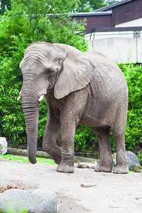动物园中的非洲灌木大象图片