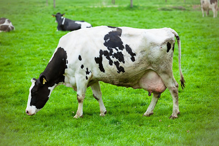 绿草地上的牛群图片