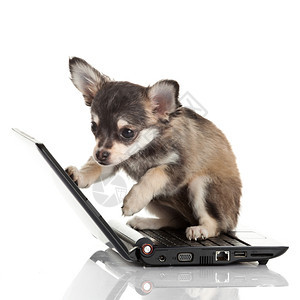 白色背景的笔记本电脑面前一条可爱的吉娃狗肖像图片