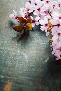 生锈木制桌边的春花图片