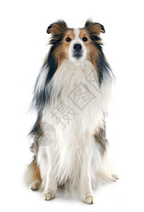 白色背景前纯种雪特兰狗肖像图片