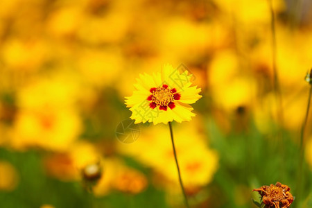 花园或阳光明媚的草原上黄花春或夏背景图片