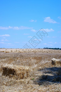 小麦田中的黑沙收获蓝天图片
