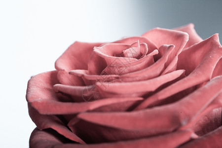 关闭美丽盛开的红玫瑰花作为灰色爱情的象征图片