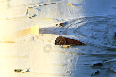 贝图拉彭杜树皮的纹理背景图片