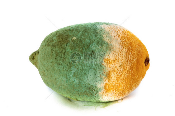 紧闭白色的绿霉素柠檬柑橘水果被白的孤立食物受损图片