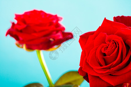 盛开的红玫瑰花美丽束象征着蓝色的爱图片