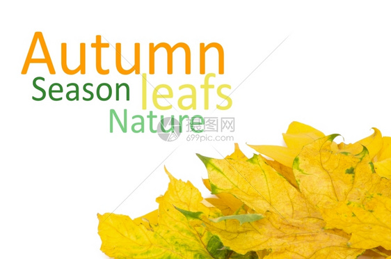 美丽的秋叶以白色隔离图片