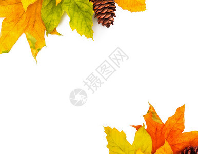 以白背景隔离的秋色叶落图片