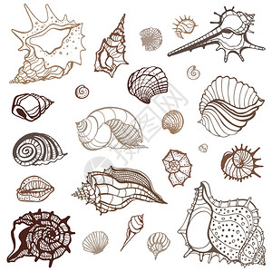 GrangeSea收集贝壳手工绘制矢量图图片