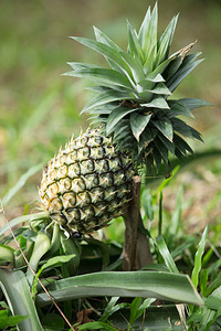菠萝果农场种植自然生长背景图片