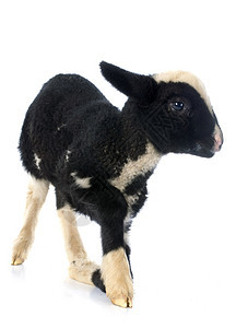 白色背景面前的年轻羊羔图片