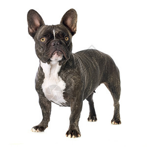 白色背景面前的纯种法国斗牛犬肖像图片