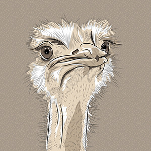 卡通鸵鸟插画