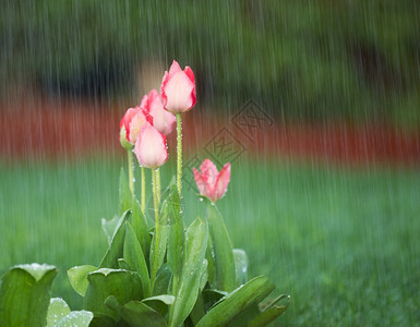 春时粉红色郁金香盛开的春雨图片