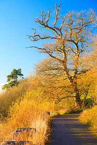 爱尔兰秋季PathwayCoCork公园路景与秋天森林橙树叶图片