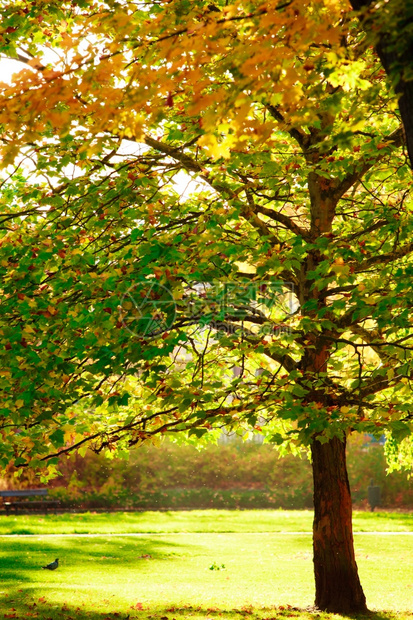大自然美丽的树秋天公园里有多彩的叶子风景图片
