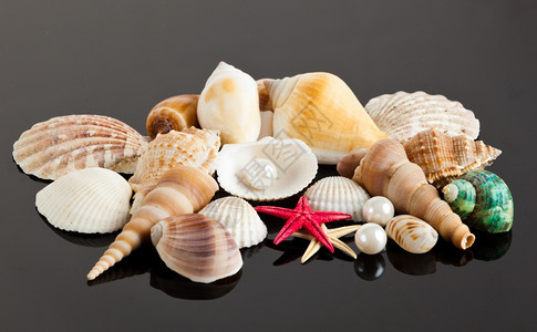 奇异的海壳洋宝藏图片