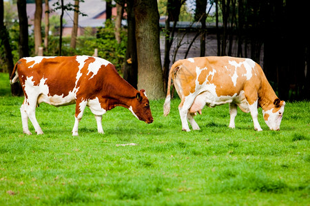 牛树下吃草在田园上吃草的二头牛背景
