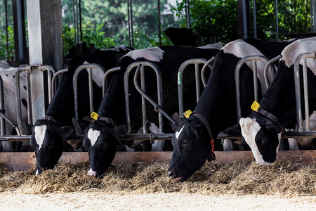 农村景象正在吃粮草的奶牛背景图片