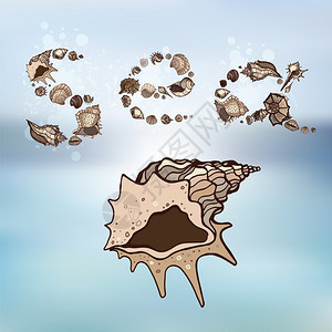 海螺贝壳形成英文字母海矢量背景图片