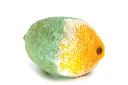 紧闭白色的绿霉素柠檬柑橘水果被白的孤立食物受损图片